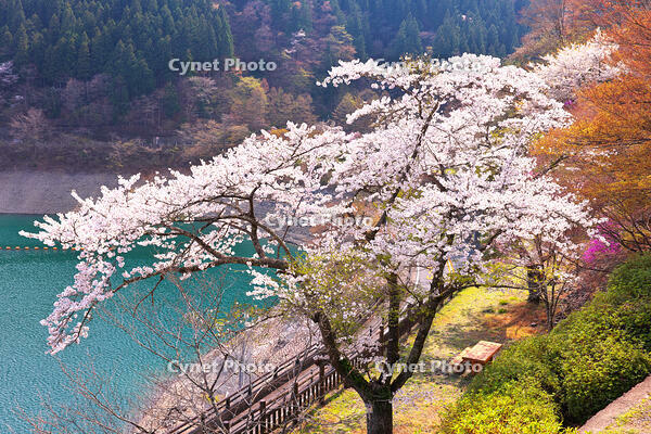 桜咲く奥多摩湖の春 [KHI110015234]
