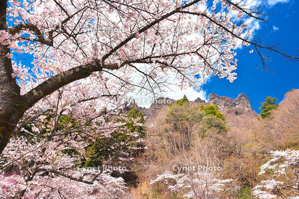 群馬県　桜咲く妙義公園さくらの里 [KHI110015235]