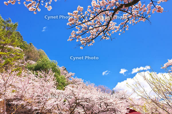 群馬県　桜咲く妙義公園さくらの里 [KHI110015236]