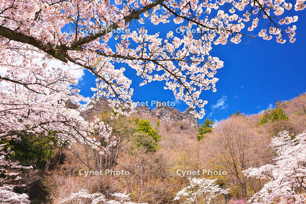 群馬県　桜咲く妙義公園さくらの里　【画像処理：電線を消しています】 [KHI110015237]