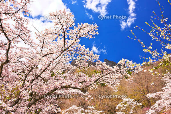 群馬県　桜咲く妙義公園さくらの里　【画像処理：電線を消しています】 [KHI110015238]