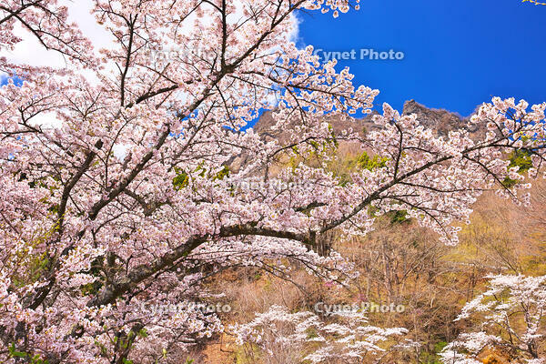 群馬県　桜咲く妙義公園さくらの里　【画像処理：電線を消しています】 [KHI110015239]