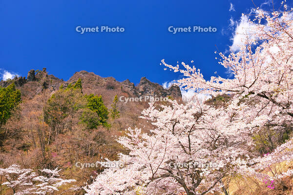 群馬県　桜咲く妙義公園さくらの里 [KHI110015240]