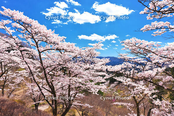 群馬県　桜咲く妙義公園さくらの里 [KHI110015241]