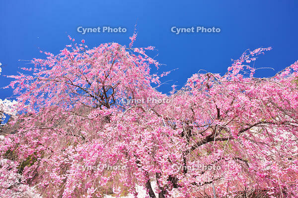群馬県　妙義公園さくらの里のヤエベニシダレ [KHI110015242]