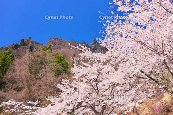 群馬県　桜咲く妙義公園さくらの里 [KHI110015243]