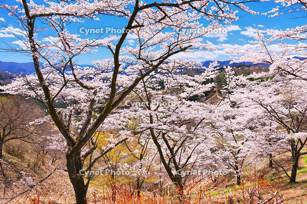 群馬県　桜咲く妙義公園さくらの里 [KHI110015244]