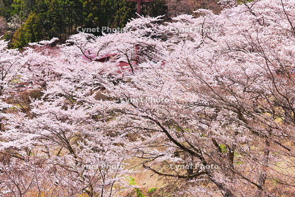 群馬県　桜咲く妙義公園さくらの里 [KHI110015246]
