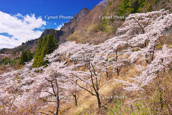 群馬県　桜咲く妙義公園さくらの里 [KHI110015250]