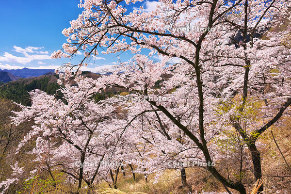 群馬県　桜咲く妙義公園さくらの里 [KHI110015252]