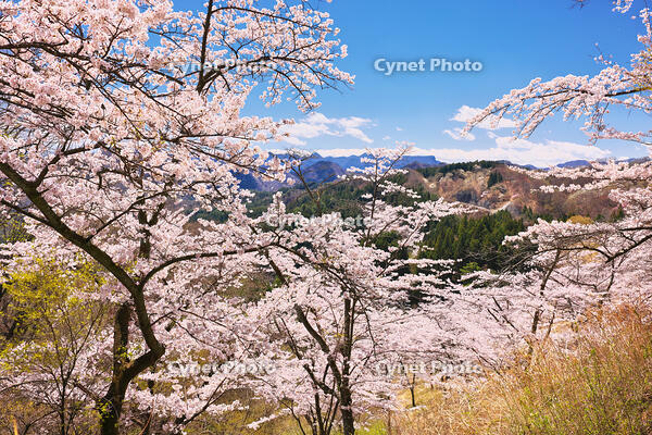 群馬県　桜咲く妙義公園さくらの里 [KHI110015255]