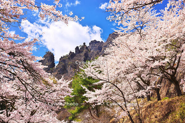 群馬県　桜咲く妙義公園さくらの里 [KHI110015256]