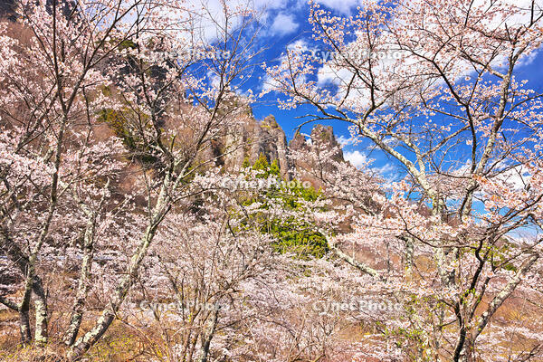 群馬県　桜咲く妙義公園さくらの里　【画像処理：電線を消しています】 [KHI110015257]
