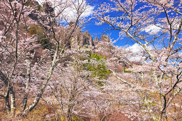 群馬県　桜咲く妙義公園さくらの里 [KHI110015259]