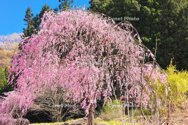 群馬県　群馬の小径に咲く枝垂桜　【画像処理：電線を消しています】 [KHI110015260]