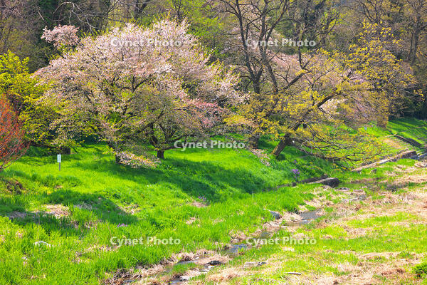 群馬県　せせらぎの路の枝垂桜 [KHI110015263]