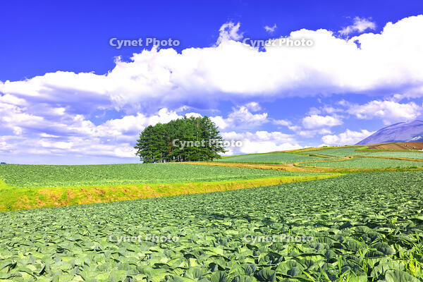 初夏の嬬恋村カラマツの丘　群馬県 [KHI110015622]