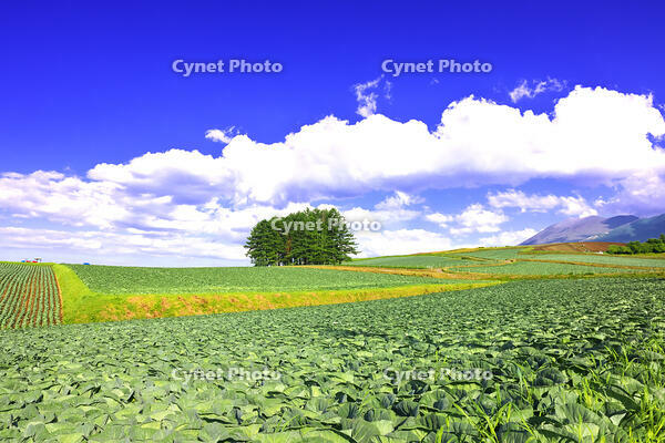 初夏の嬬恋村カラマツの丘　群馬県 [KHI110015623]