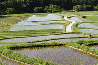 寺坂棚田 [KTO110004095]