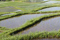 寺坂棚田 [KTO110004096]