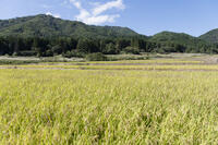 大内宿の稲作 [KTO110004130]