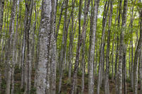 初秋の美人林 [KTO110004136]