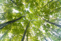 初秋の美人林 [KTO110004137]