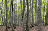 初秋の美人林 [KTO110004138]