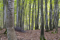 初秋の美人林 [KTO110004139]