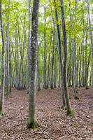 初秋の美人林 [KTO110004140]