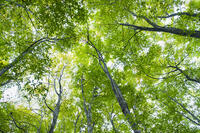 初秋の美人林 [KTO110004141]