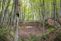 初秋の美人林 [KTO110004142]