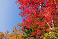モミジの紅葉 [KTO110004160]