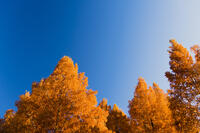 黄色に染まるメタセコイア並木 [KTO110004162]