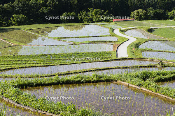 寺坂棚田 [KTO110004095]