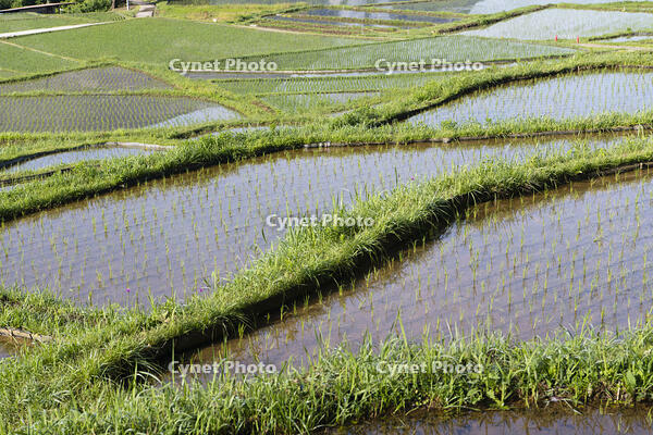 寺坂棚田 [KTO110004096]