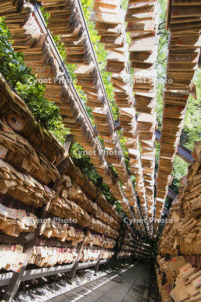 氷川神社の一年安鯛 [KTO110004101]