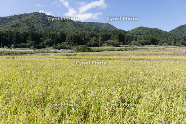 大内宿の稲作 [KTO110004130]