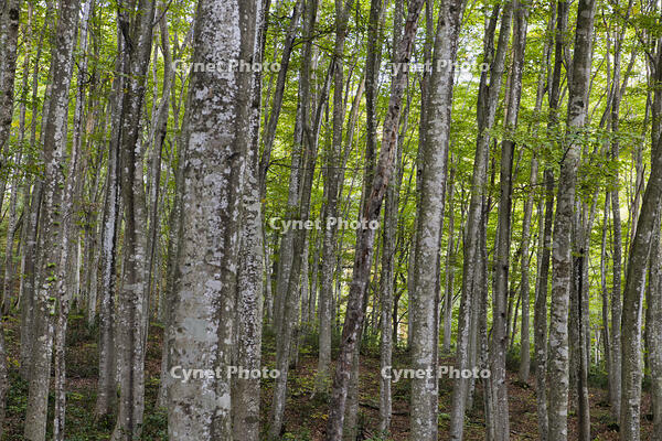 初秋の美人林 [KTO110004136]