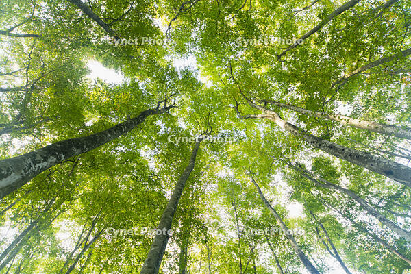 初秋の美人林 [KTO110004137]