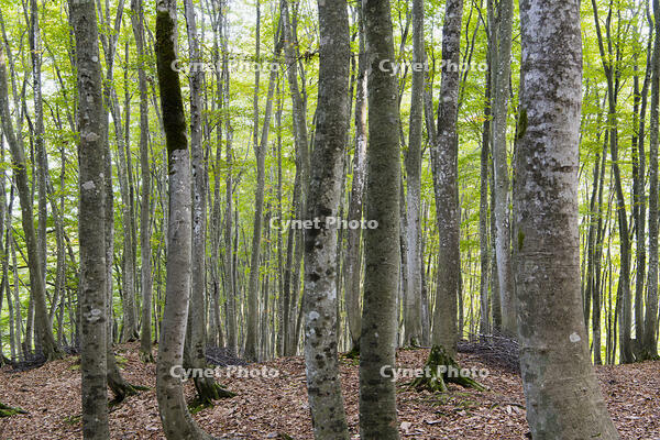 初秋の美人林 [KTO110004138]