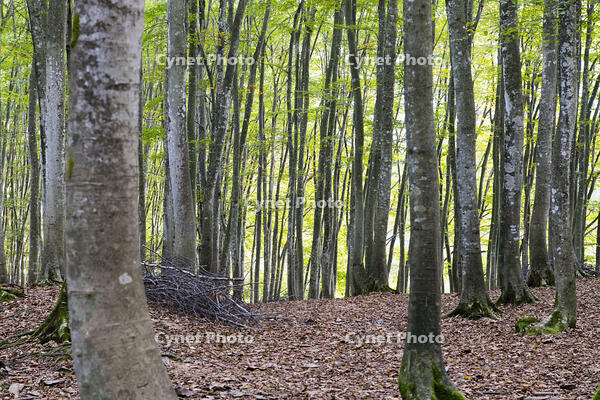 初秋の美人林 [KTO110004139]