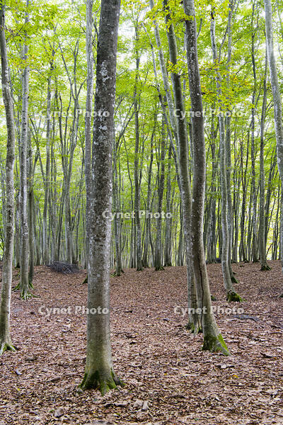 初秋の美人林 [KTO110004140]