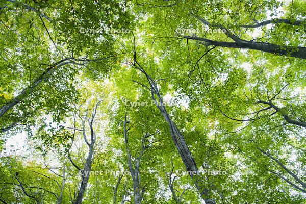 初秋の美人林 [KTO110004141]