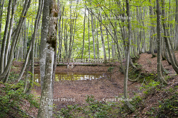 初秋の美人林 [KTO110004142]