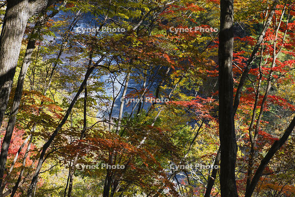 秋の吹き割の滝 [KTO110004148]