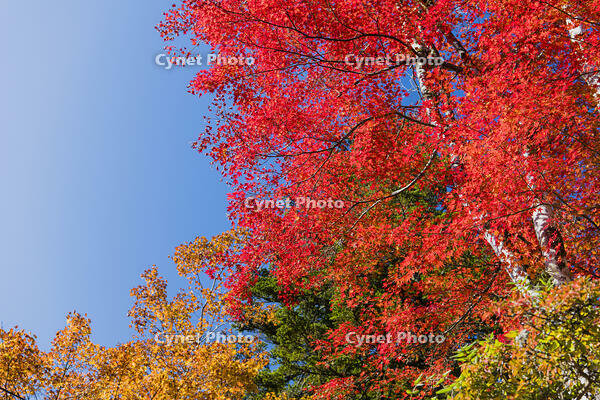 モミジの紅葉 [KTO110004160]