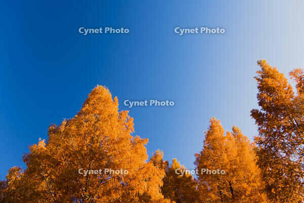 黄色に染まるメタセコイア並木 [KTO110004162]