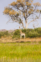 キリン　湿原　湿地　モレミ野生動物保護区　世界遺産 [SKA110002644]