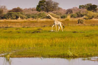 キリン　湿原　湿地　モレミ野生動物保護区　世界遺産 [SKA110002645]
